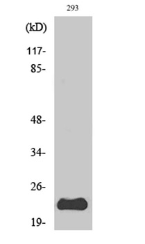PUMA rabbit pAb Antibody