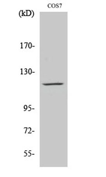 PYK2 antibody