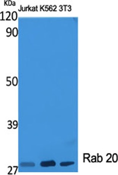 Rab 20 antibody