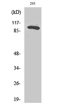 Rab 3 GAP p130 antibody