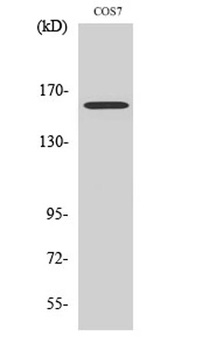 Rab 3 GAP p150 antibody