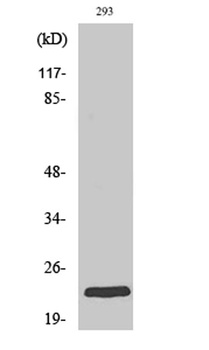 Rab 35 antibody