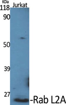 Rab L2A antibody