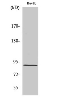 Rabenosyn-5 antibody