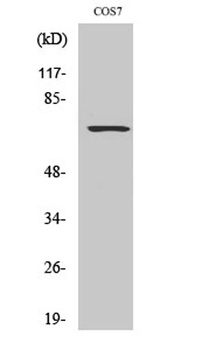 Rac GAP1 antibody