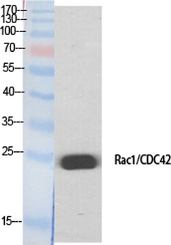 Rac1/2/3/CDC42 antibody
