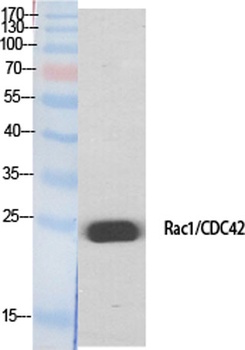 Rac1/2/3/CDC42 rabbit pAb