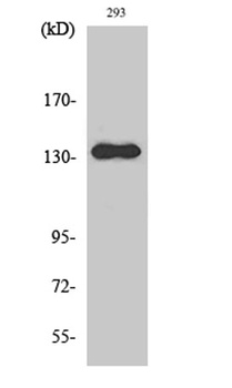 RACK7 antibody