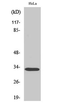 Rad GTPase rabbit pAb