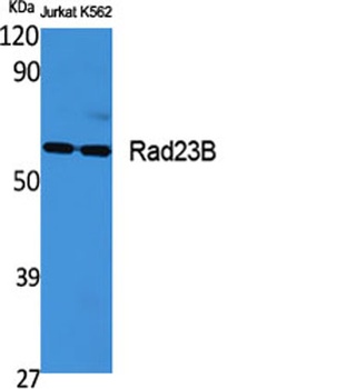 Rad23B rabbit pAb