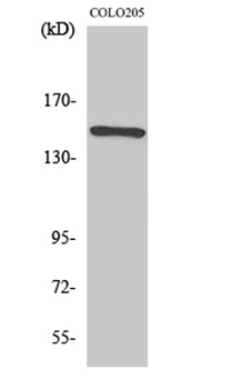 Rad50 antibody