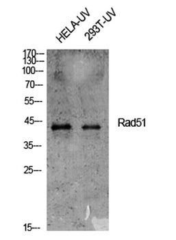 Rad51 rabbit pAb