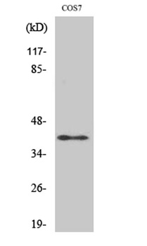 Rad51C rabbit pAb