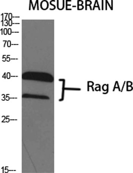 Rag A/B rabbit pAb