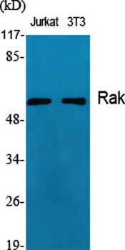 Rak antibody