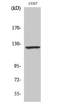 Ran BP-6 antibody