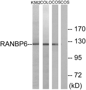 Ran BP-6 rabbit pAb Antibody