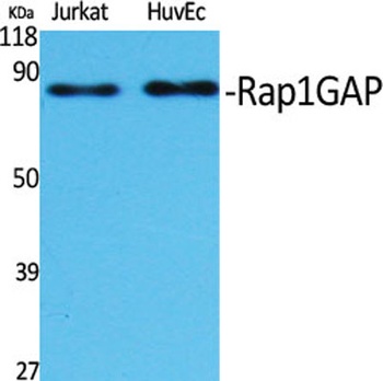 Rap1GAP antibody