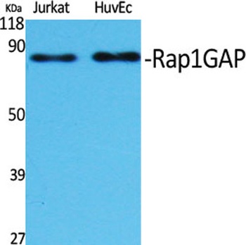 Rap1GAP rabbit pAb