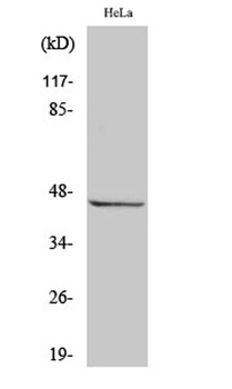 RASSF6 antibody