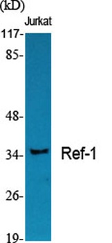 Ref-1 rabbit pAb