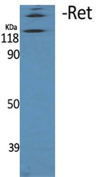 Ret antibody