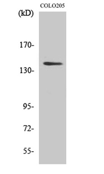 RGAG1 antibody