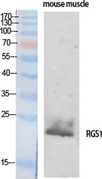 RGS1 rabbit pAb