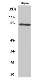 RhoBTB1/2 rabbit pAb