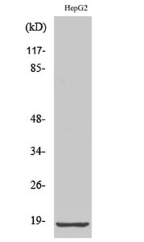 Ribosomal Protein L12 rabbit pAb