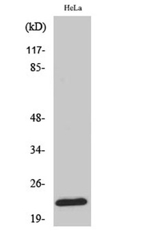 Ribosomal Protein L18 rabbit pAb