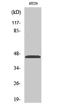 Ribosomal Protein L3 rabbit pAb