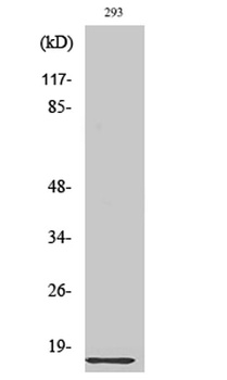 Ribosomal Protein L35 rabbit pAb