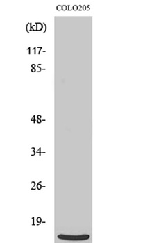Ribosomal Protein L39 rabbit pAb