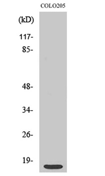 Ribosomal Protein S12 rabbit pAb