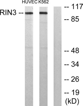 RIN3 rabbit pAb Antibody