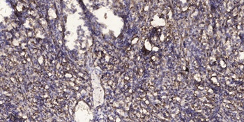 RIN3 rabbit pAb Antibody