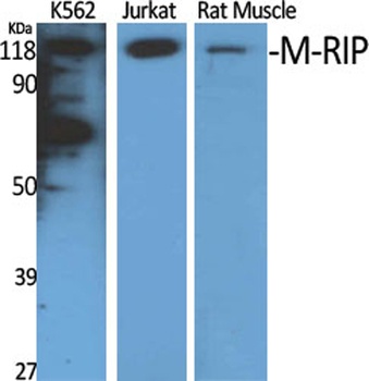 M-RIP antibody