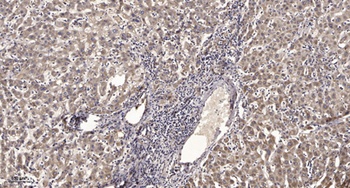 RNF113B rabbit pAb Antibody