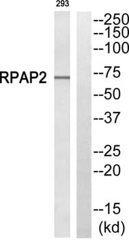 RPAP2 rabbit pAb Antibody