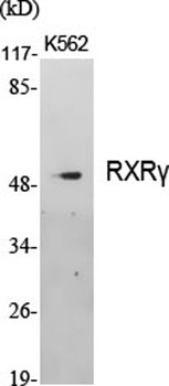 RXRγ rabbit pAb