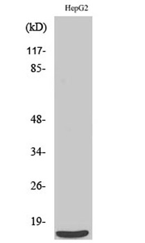 SAP 14 antibody