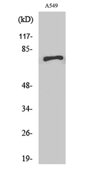 SCFD1 antibody