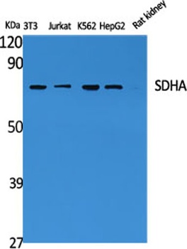 SDHA antibody