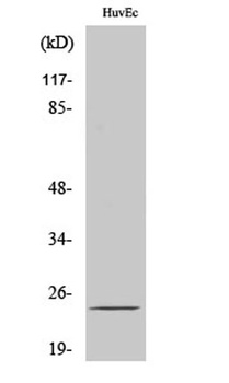 SENP8 antibody