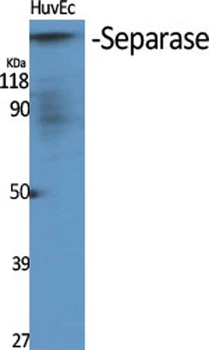 Separase rabbit pAb