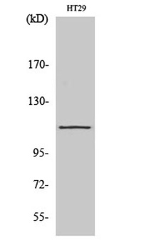 SERCA1 antibody