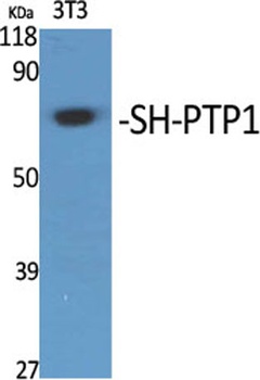 SH-PTP1 rabbit pAb