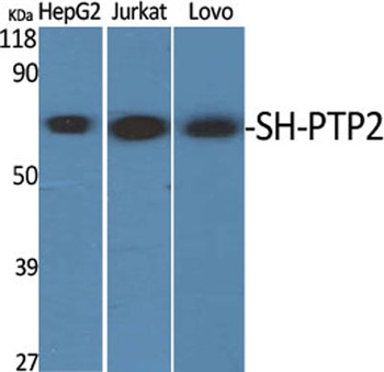SH-PTP2 rabbit pAb