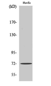 SH-PTP2 antibody